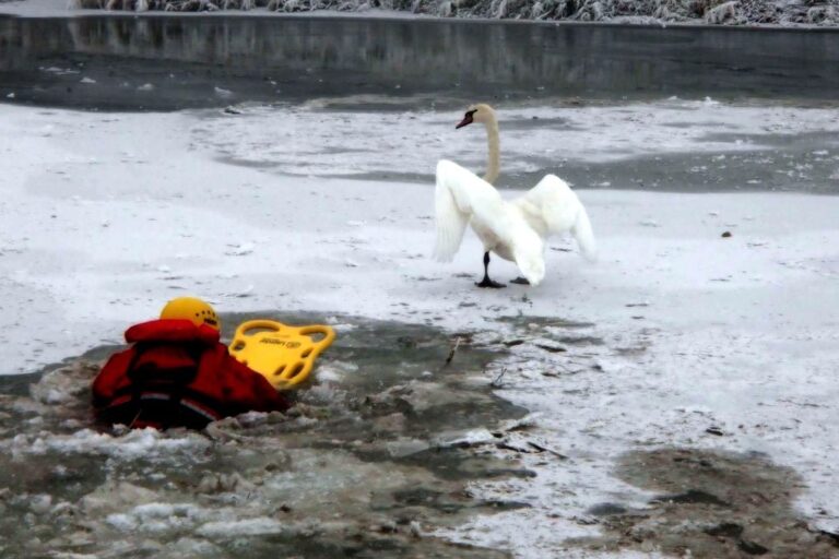 labut_led_rybnik_hzs