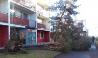 Spadlý strom v ulici Jana Palacha. Foto: MPMB